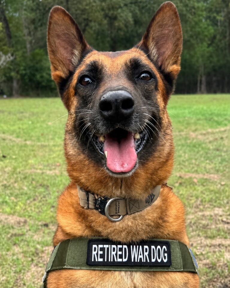 Scrinning Preliminary Adoption Eligibility Screening | Mission K9 Rescue